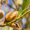 Making Your Own Nut Milks