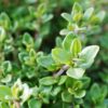 Growing your own herbs