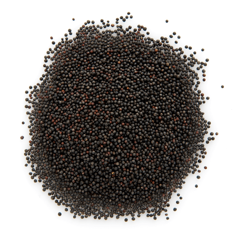 Organic Kale Sprouting Seeds | Organic Superfoods | Affordable Wholefoods