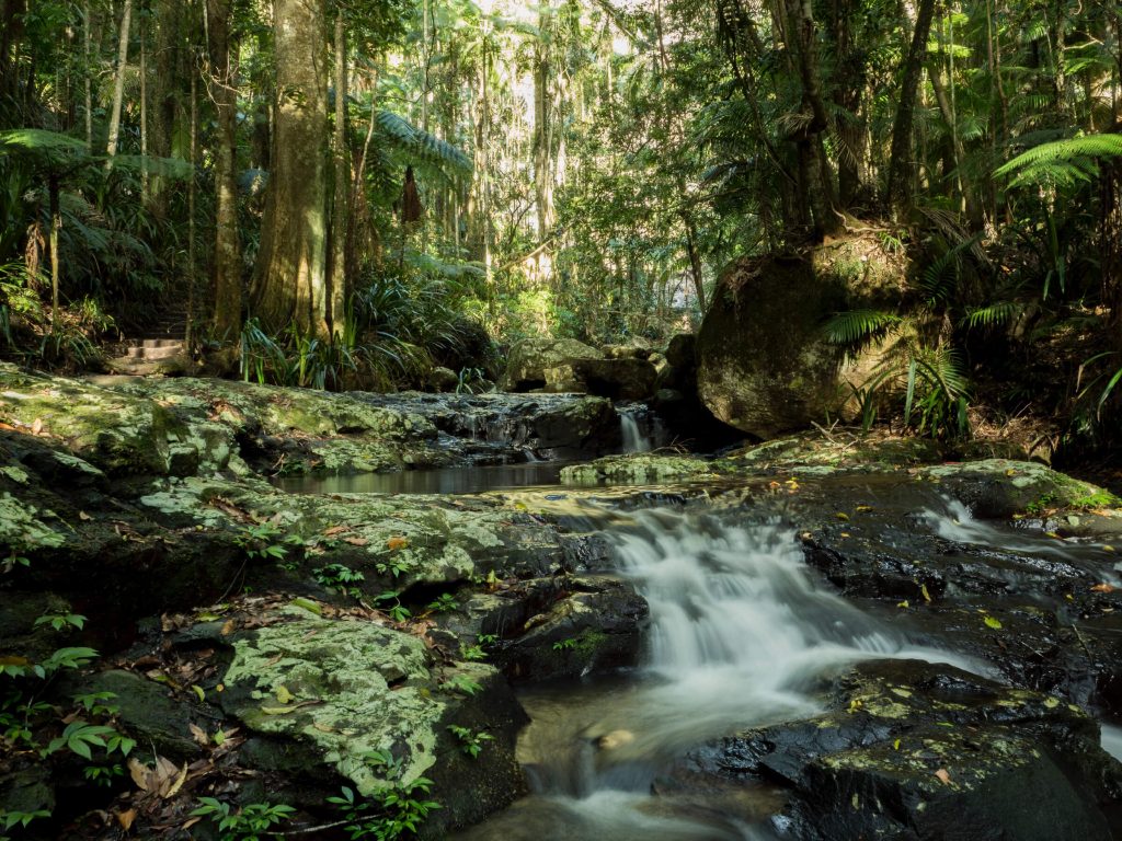 Protesters Falls - One of our favourite local walking tracks Protesters Falls Walk